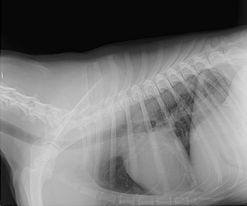 Radiology